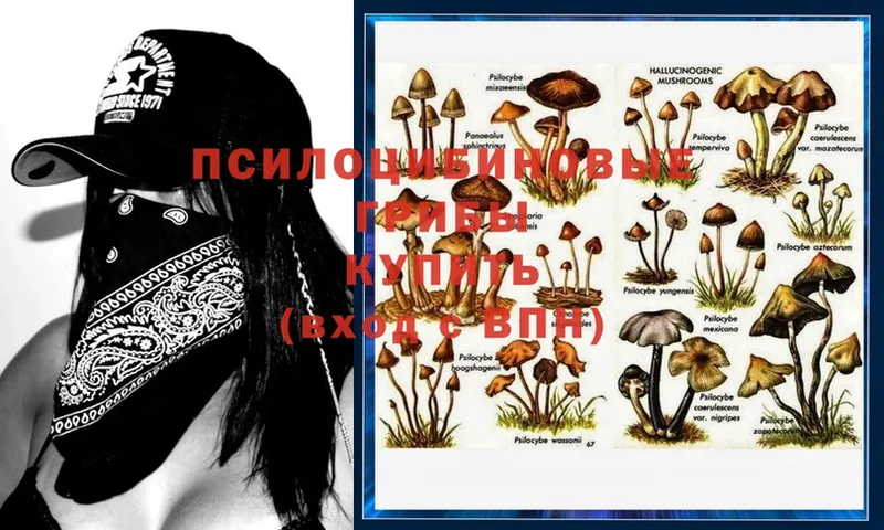 Галлюциногенные грибы MAGIC MUSHROOMS Гдов